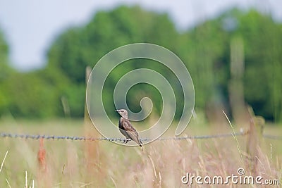 Young starling sits on the barbed wire Stock Photo