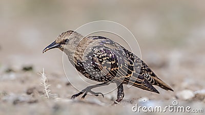 Young Starling Walking Left Eating Worm Stock Photo