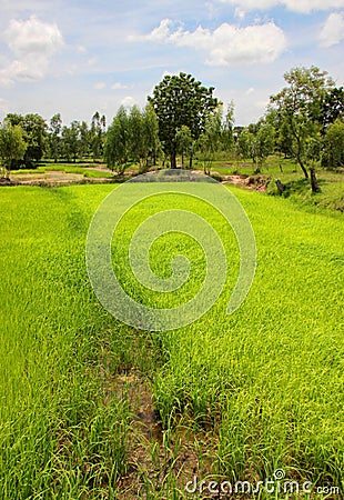 Young sticky rice sprouts are grown Stock Photo