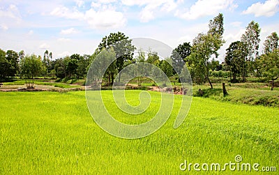 Young sticky rice sprouts are grown Stock Photo