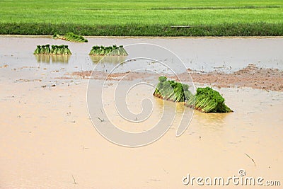 Young sticky rice sprouts Stock Photo