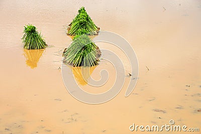 Young sticky rice sprouts Stock Photo