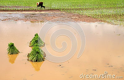 Young sticky rice sprouts Stock Photo