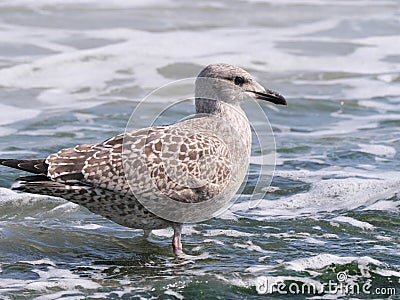 Young still gray seagull in the spray on the beach of Porthleven Stock Photo