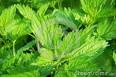 Young stinging nettle Stock Photo