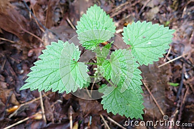 Young Stinging Nettle Plant Stock Photo