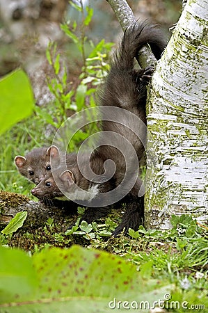 Young Stone Marten or Beech Marten, martes foina, Normandy Stock Photo