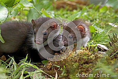 Young Stone Marten or Beech Marten, martes foina, Normandy Stock Photo