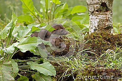 Young Stone Marten or Beech Marten, martes foina, Normandy Stock Photo