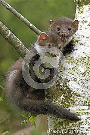 Young Stone Marten or Beech Marten, martes foina, Playing in Tree, Normandy Stock Photo