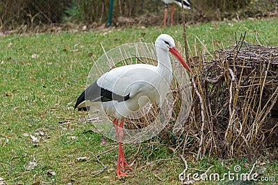 Young stork in front of his home Stock Photo