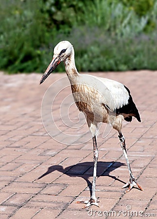 Young Stork Stock Photo