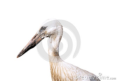 Young Stork Stock Photo