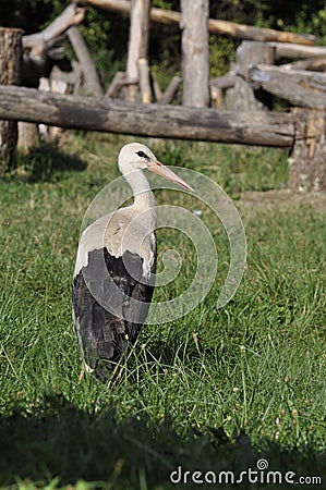 Young stork surrounded by grass looking at the camera Stock Photo