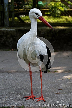 The young stork Stock Photo