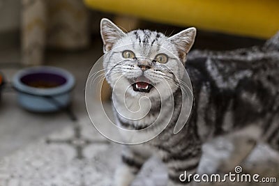 A young straight Scottish gray cat looks up at the camera with open mouth Stock Photo