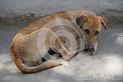 Young Stray dog looking dirty and lonely. Homeless dogs are social problems everywhere worldwide. 298 Stock Photo