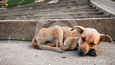Young stray dog sleeping Stock Photo