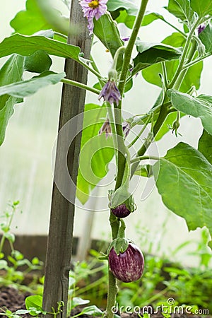 Young striped eggplant and flowers in the greenhouse Stock Photo