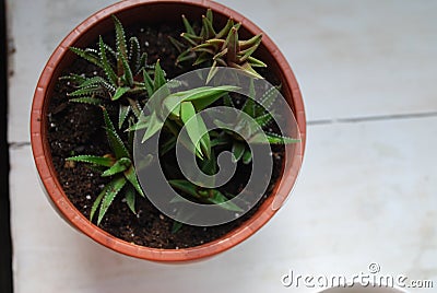 Young succulent plants in a pot with earth close-up Stock Photo