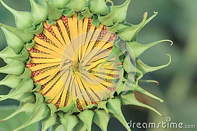 Young sun flower the sign of hope for your success and nature background. Stock Photo