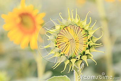 Young sun flower the sign of hope for your success and nature background. Stock Photo