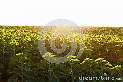 Young sunflower in the field Stock Photo