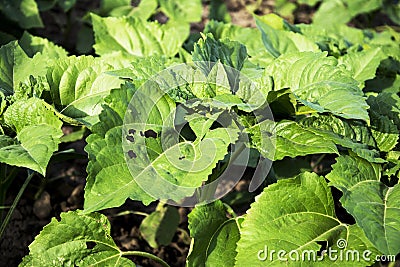 Young sunflower leaves with disease Stock Photo