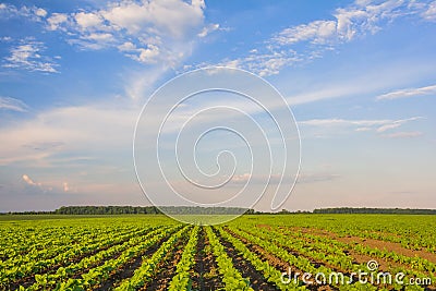 Young sunflower shoots grow in rows in the field Stock Photo