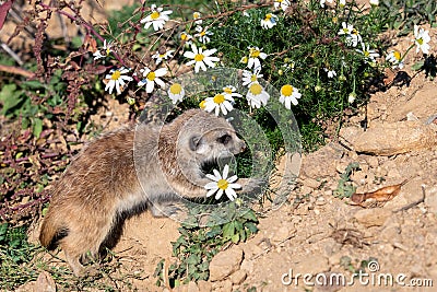 Young Suricata and chamomile. Curious meerkat Stock Photo