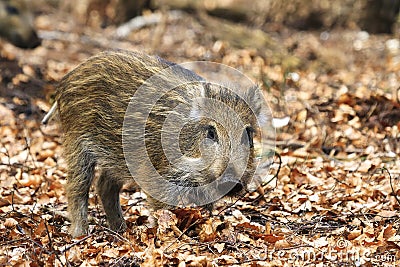 Young sus scrofa Stock Photo