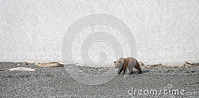 Young suspicious shaggy brown bear on a shingle Bank Stock Photo