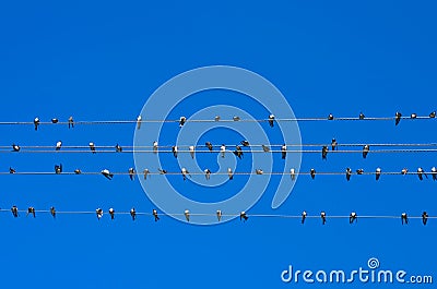 Young swallows Stock Photo