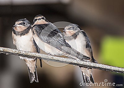 Young Swallows getting ready to fly Stock Photo