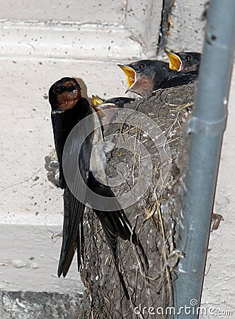 Young swallows in nest being fed by adult bird. Stock Photo