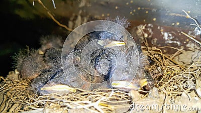 Young swallows in the nest. Hungry birds close-up Stock Photo