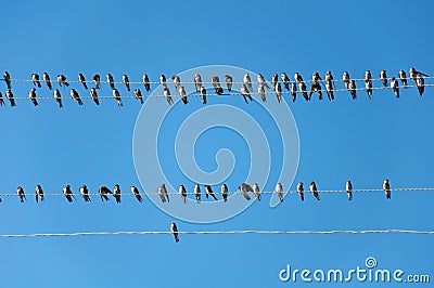 Young Swallows on the wires Stock Photo