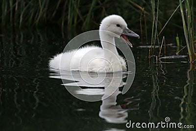 A young swan is calling his/her mother Stock Photo