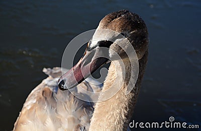 Young swan frozen by the shore after a cold night in the ice. people go to feed her so that she has enough strength to fly off the Stock Photo