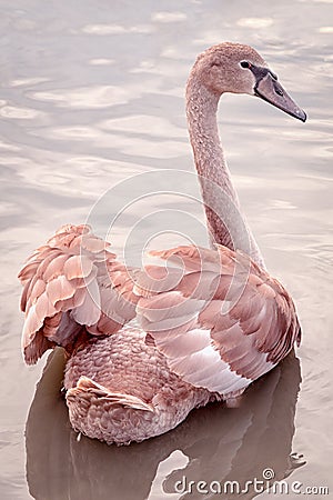 Young swan Stock Photo