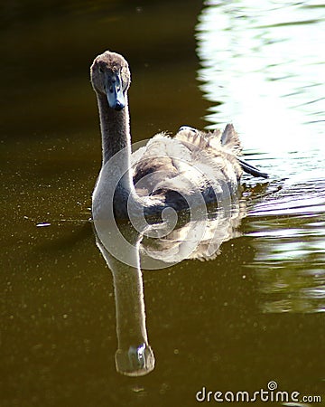 Cygnet Stock Photo