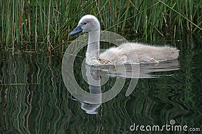 A young swan swims and eats a bit Stock Photo