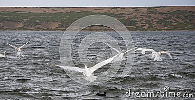 Young Swans at Abbotsbury being Taught how to Take off Stock Photo