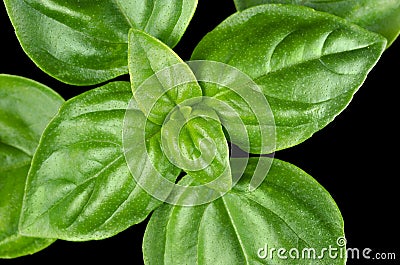 Young Sweet Basil Leaves Closeup Stock Photo