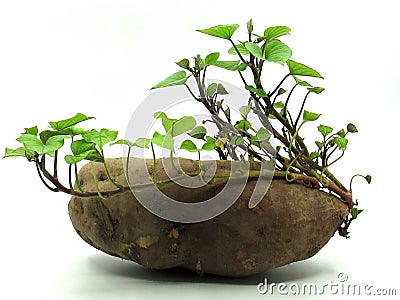 Young sweet potato shoots Stock Photo