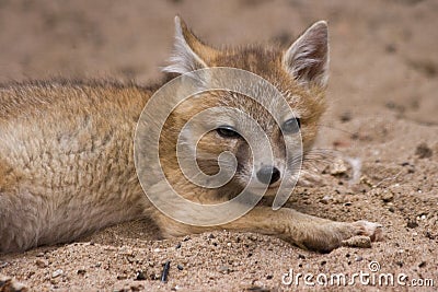 Young swift fox looking Stock Photo