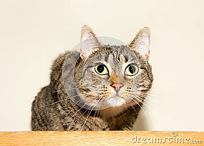 Portrait of a tabby cat crouched down Stock Photo