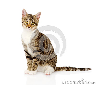 Young tabby cat. on white background Stock Photo