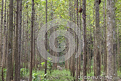 Young teak forest Stock Photo