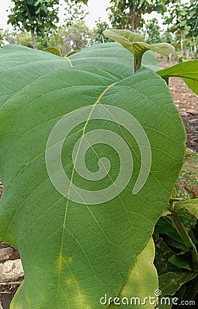 young teak leaves during the rainy season Stock Photo